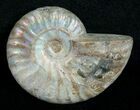 Silver Iridescent Ammonite Madagascar #5224-1